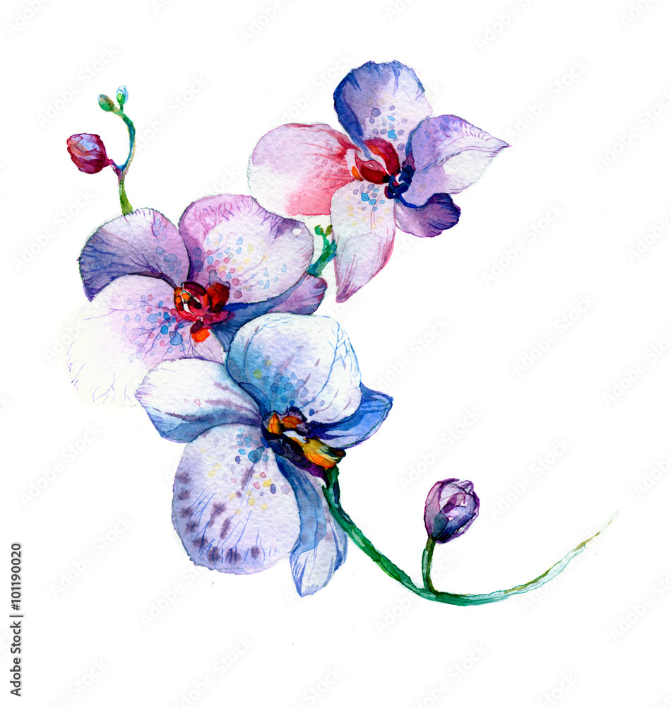 Fototapeta premium the new view of orchid watercolor hand drawn for postcard isolated on the white background