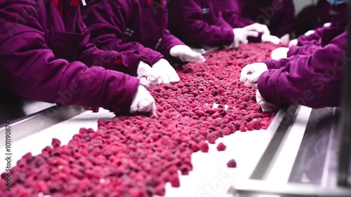 Industrial frozen raspberries are refining, quality and ripe raspberiies are separated  from rotten, bad and other unwanted elements at cold store photo