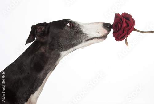 Obraz na płótnie Hund mit Rose