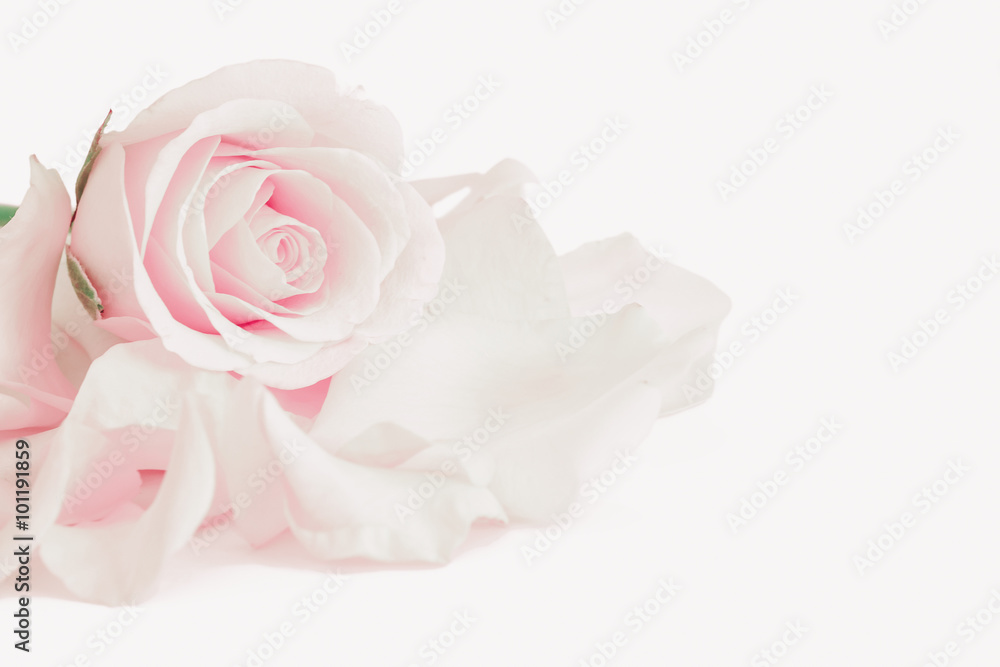 Rose isolated on white background Rose isolated on white background