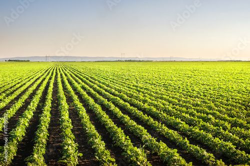 Soybean Field Rows