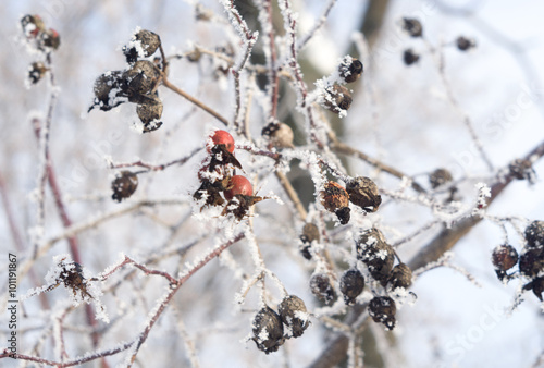 The fruit of rose hips in the frost 