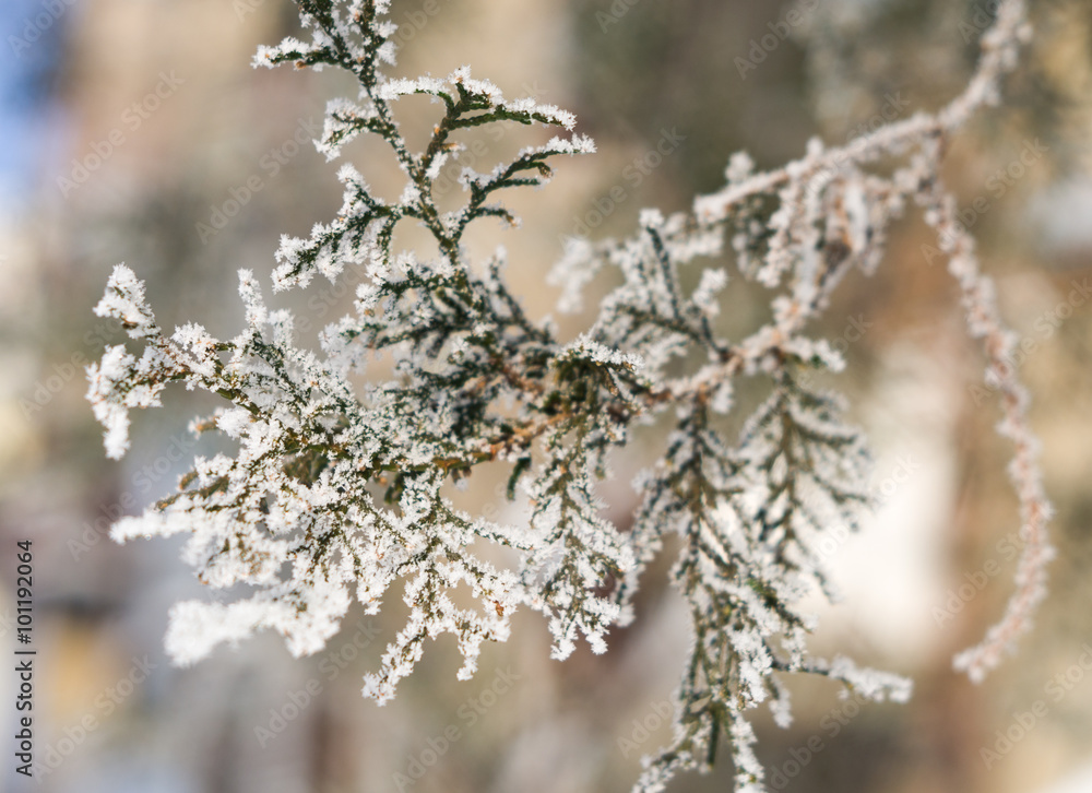 Naklejka premium White frost on a branch of cypress macro