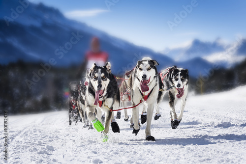 Sledge dogs in speed racing