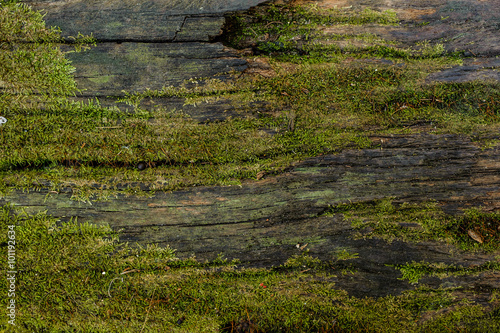 Canvas Print Wood textured background with green moss