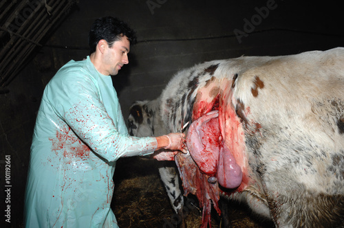 La césarienne chez la vache est une opération chirurgicale qui consiste à faire naitre le veau autrement que par le passage des voies naturelles de la mère.