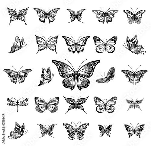 Butterflies graphic illustration