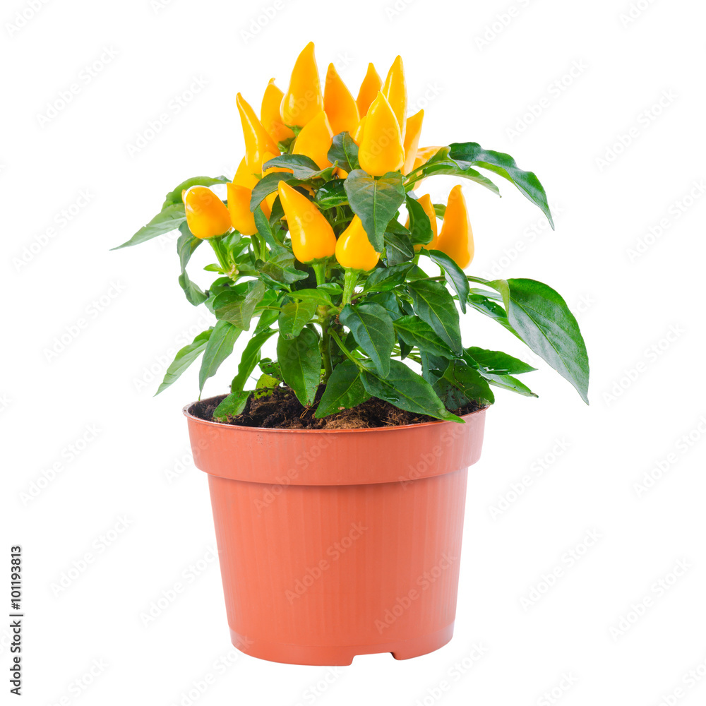 beautiful yellow hot chili peppers in pot is isolated on white b