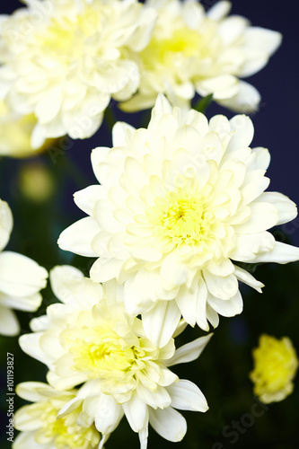 Beautiful chrysanthemums