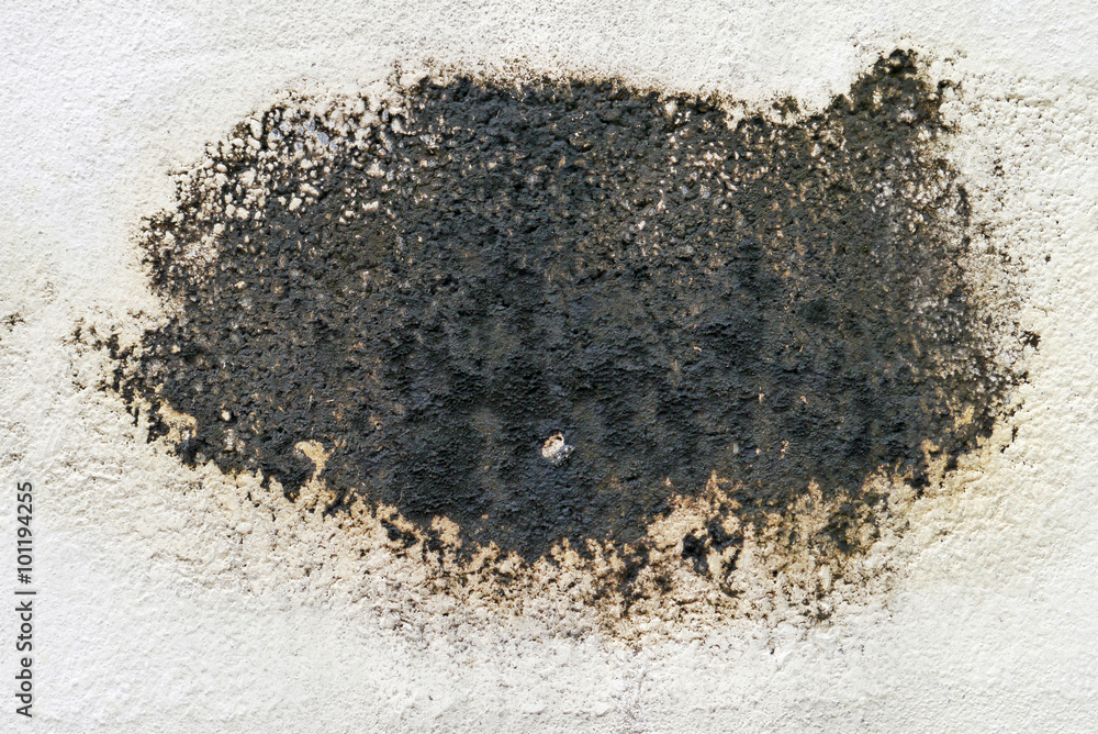 Naklejka premium Black mold.