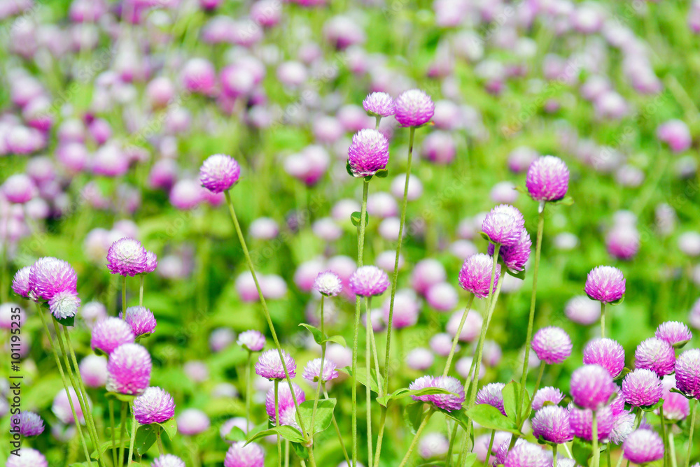 Obraz premium Globe amaranth flowers .