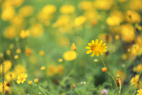 Background of yellow daisy
