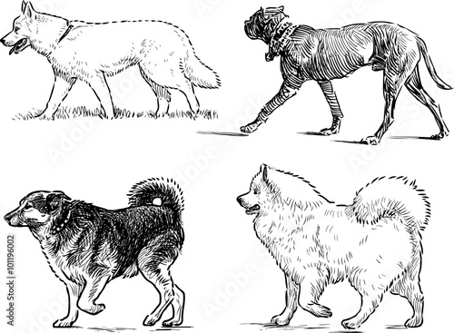 sketches of walking dogs