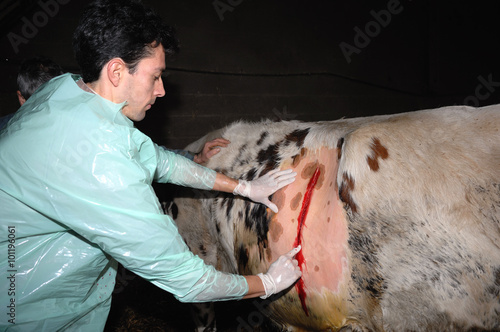 La césarienne chez la vache est une opération chirurgicale qui consiste à faire naitre le veau autrement que par le passage des voies naturelles de la mère. photo