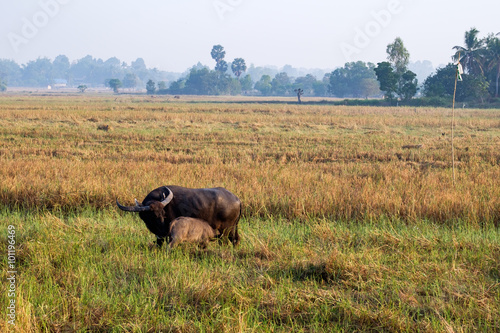 Water buffalo and baby in the field