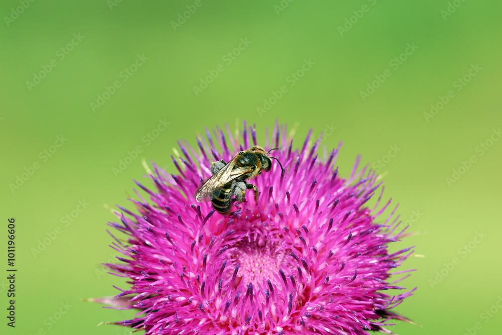 Bee on purple flower nature spring season Bee on purple flower nature spring season