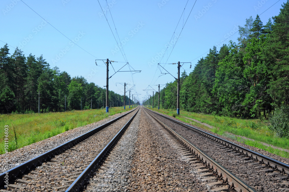 Railroad tracks passing through the forest