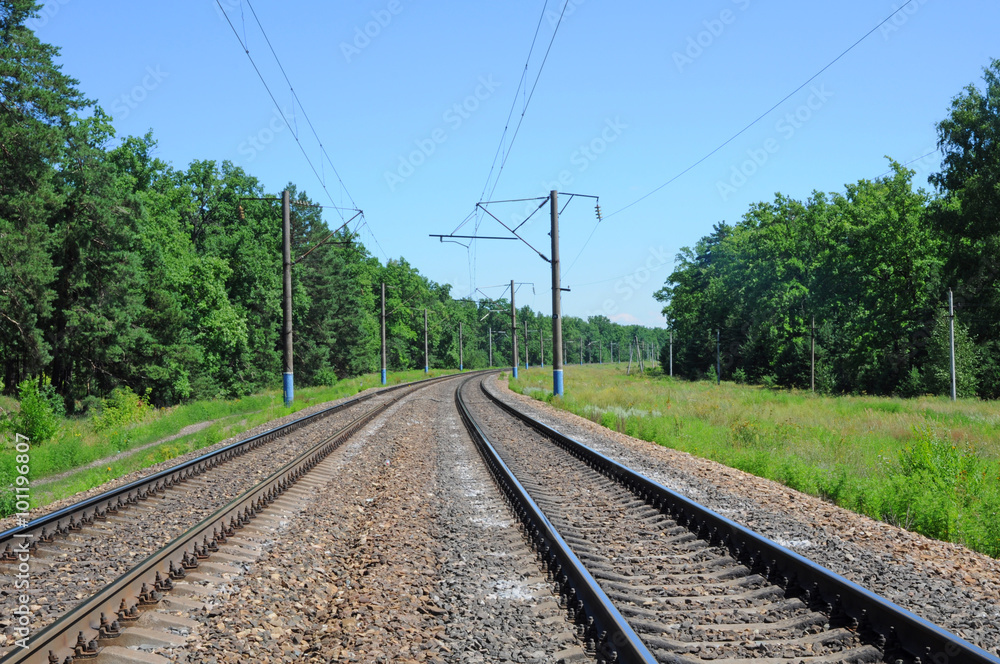 Railroad tracks passing through the forest