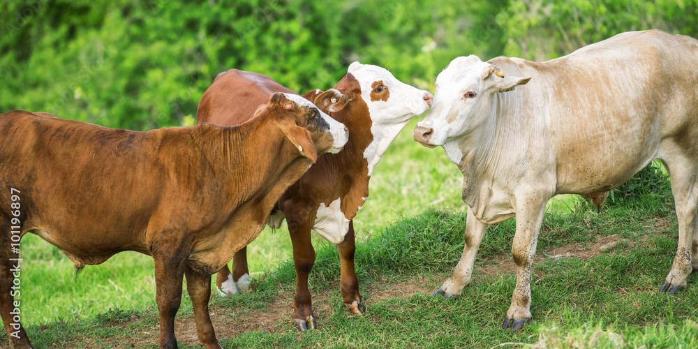 Fototapeta premium Cows in the paddock during the day in Queensland
