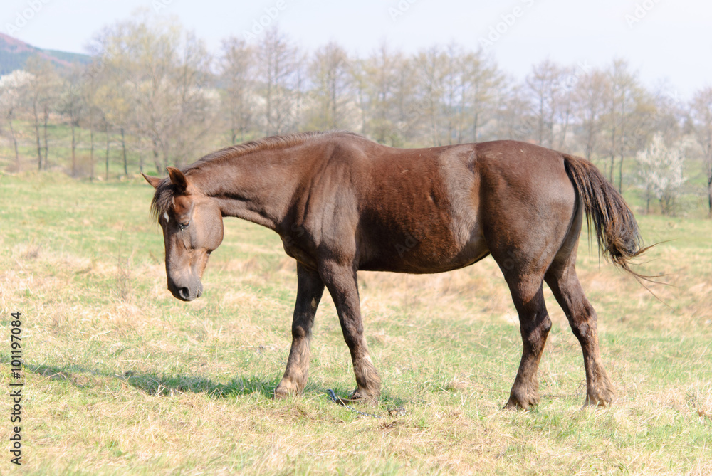 Horses in the meadow spring