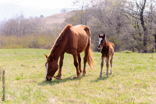 Horses in the meadow spring © Svetoslav Radkov