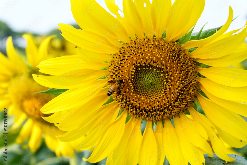 Naklejka premium Sunflower field