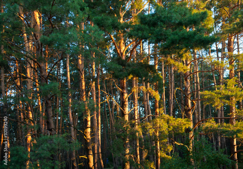 Pine forest in the early morning.