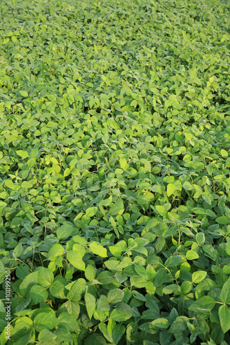 green soybean plants in growth at farmland