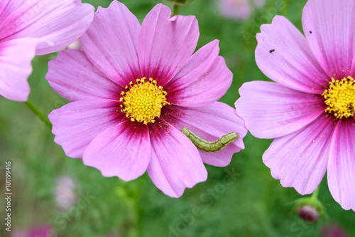 Closeup Cosmos flowers and worm in garden