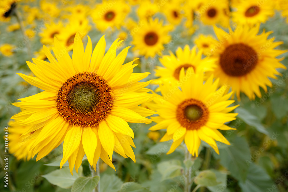 ヒマワリの花 ヒマワリの花
