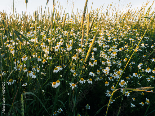 Chamomile In The Field