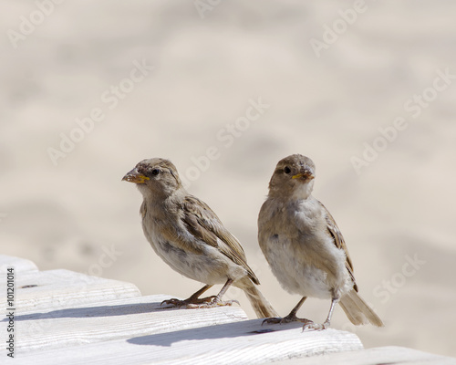 two sparrows sitting on a bench on the beach