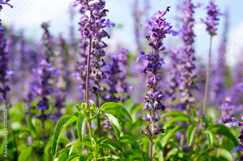 Close up of blue salvia flowers in garden