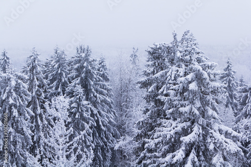 Forest covered with snow