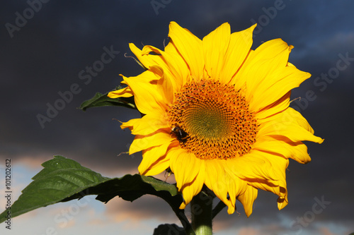 Sonnenblume vor dunklen Wolken photo