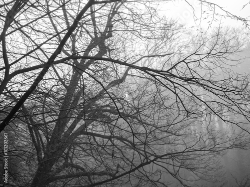 Black and white trees in fog