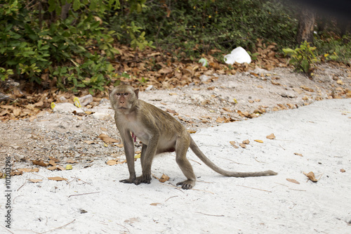 Thai Monkey