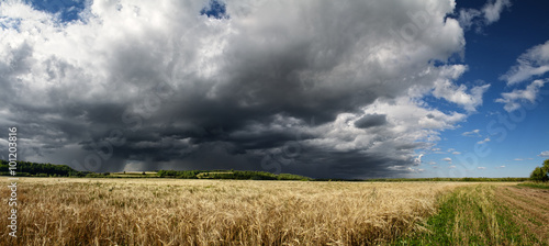 Wheat field and storm