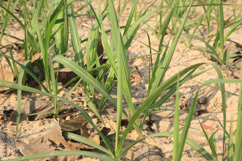 Fototapeta premium sugarcane plants grow at farmland