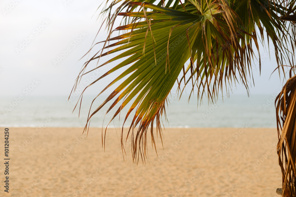 Image of beach through palm tree leaves