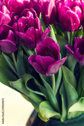 Bouquet of purple tulips