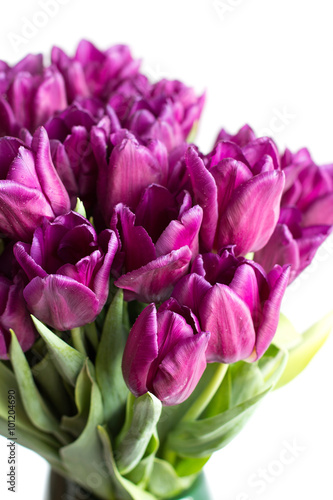 Bouquet of purple tulips