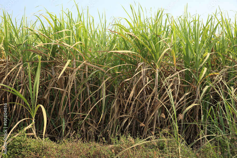 Fototapeta premium sugarcane plants grow at farmland