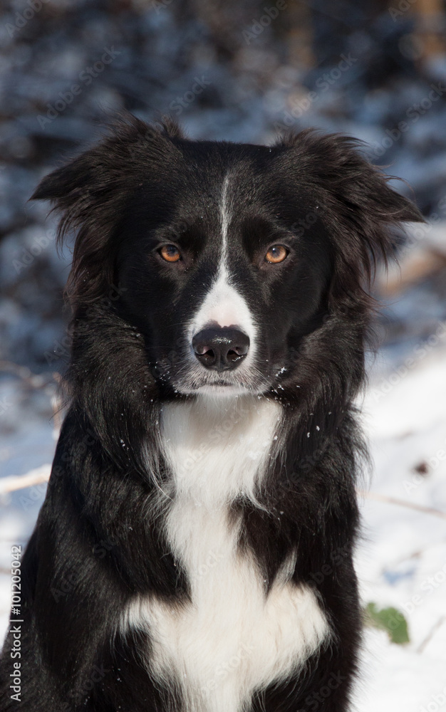Portrait von einem wunderschönen Border Collie im Schnee black and white mit braunen Augen an einem sonnigen Tag im Wald