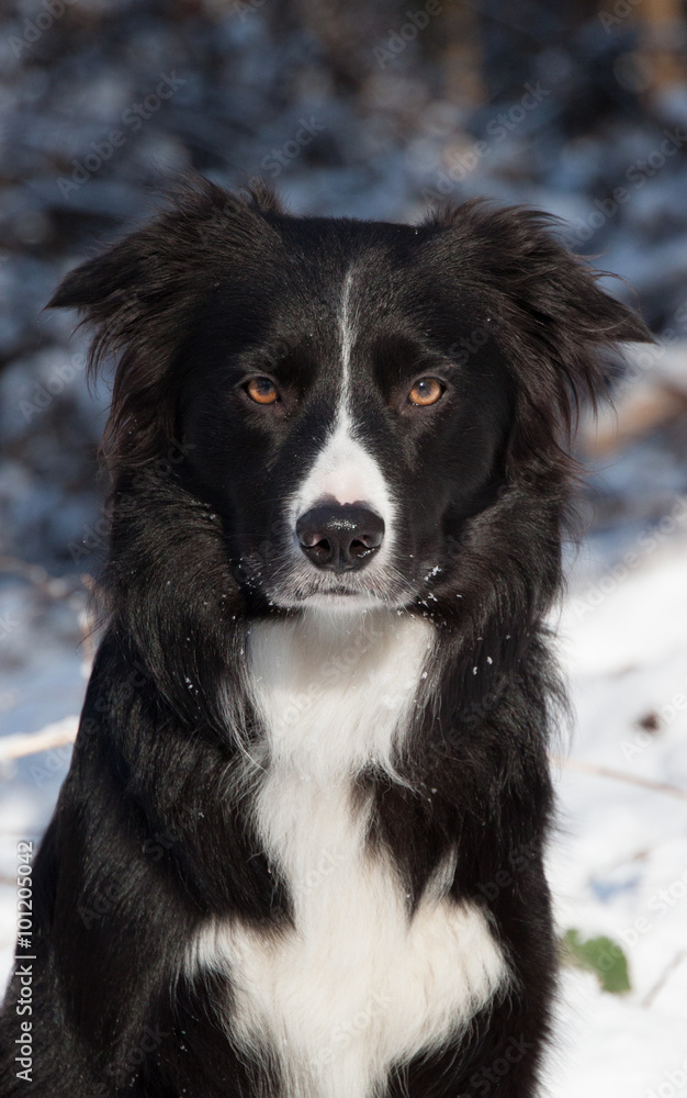 Portrait von einem wunderschönen Border Collie im Schnee black and white mit braunen Augen an einem sonnigen Tag im Wald Portrait von einem wunderschönen Border Collie im Schnee black and white mit braunen Augen an einem sonnigen Tag im Wald