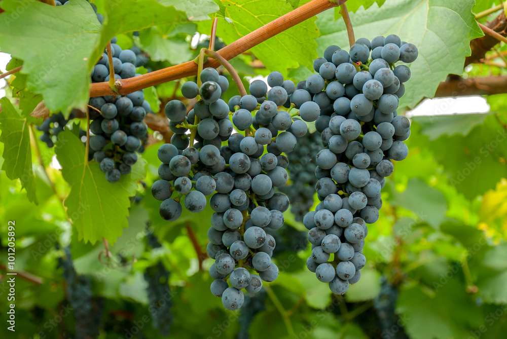 Fototapeta premium Blue grapes on a branch