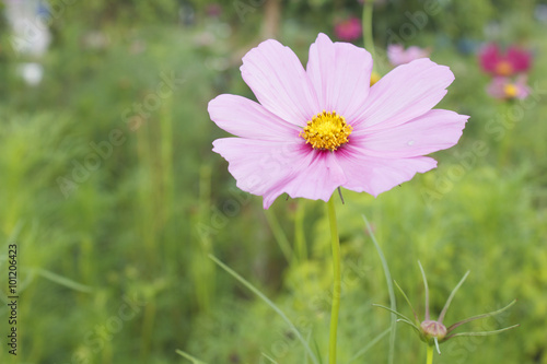 beautiful single pink flower  