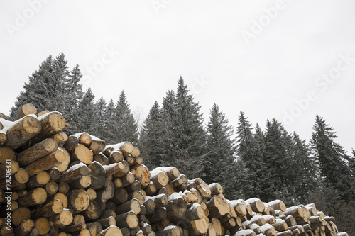 Winter is the time for logging
