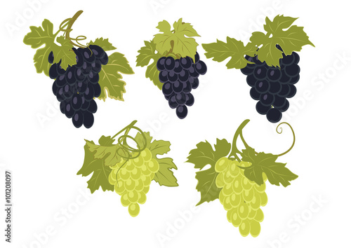 A set of bunches of grapes of different colors.