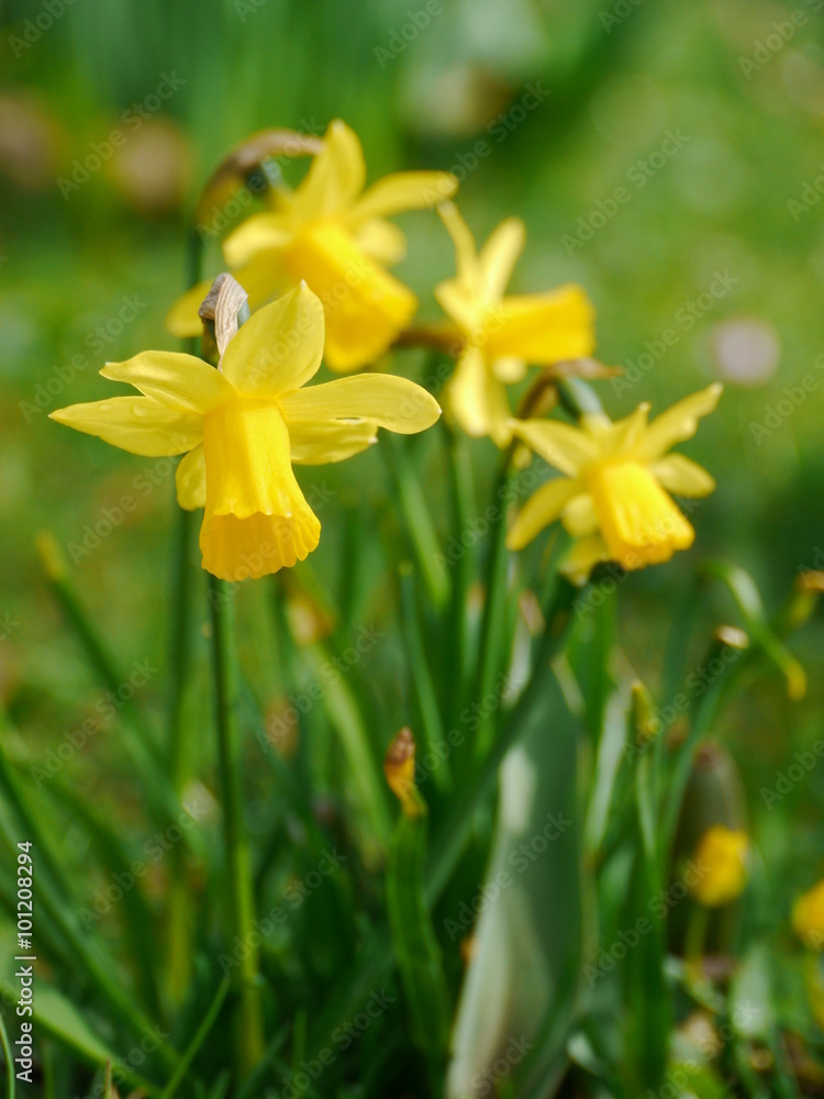 yellow flowers in beautiful spring yellow flowers in beautiful spring